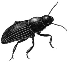 ground beetle