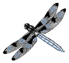 dragonfly