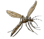 mosquito