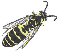 yellowjacket