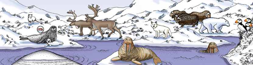 Arctic Animals