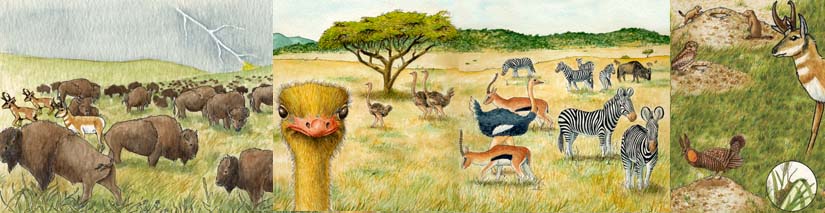 Grassland Animals