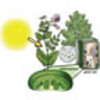 Cellular Respiration (Grade 6-8)