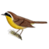 Yellowthroat (Common)