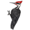 Woodpecker (Pileated)