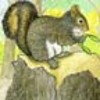 Animal Behavior Study for Kids - Watching Squirrels