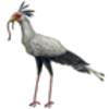 Secretary Bird