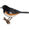 Rufus-sided Towhee