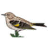 Pine Siskin