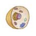 Anatomy (Human Body) and Biology Tests