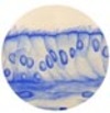 Epithelium - Epithelial Tissue