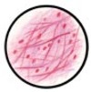 Connective Tissue