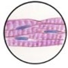 Muscle Tissue