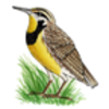 Meadowlark (Eastern)