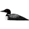 Loon (Common)