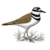 Killdeer