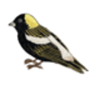 Bobolink