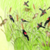 Living Environment: Competition and Variation 