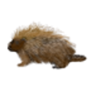 Living Environment: Animal Adaptations