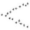  Living Environment: Animal Migration