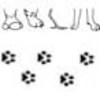 Animal Tracks