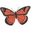 Butterfly (Viceroy)