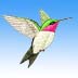 Bird Drawing lessons