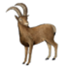 Ibex