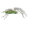 Green Lynx Spider Labeling Page