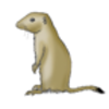 Prairie Dogs (General Information)