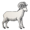 Dall Sheep