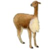 Vicuna (Vicugna)