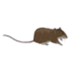 Rat (Brown)