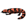 Gila Monster