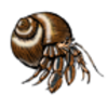 Hermit Crab (Caribbean)