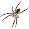 Spider (Golden Garden) or Argiope