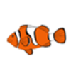 Clownfish