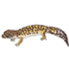 Gecko (Leopard)