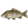 Carp (Common)