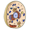 Cells - Structure and Function (6-8 NGSS)