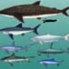 About Sharks & Rays (Cartilaginous Fishes)