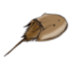 Horseshoe Crab