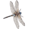Arthropods (Insects, Spiders, Crustaceans, Centipedes, Millipedes)