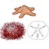 Echinoderms (Sea Stars, Sea Urchins, Sea Cucumbers, Sand Dollars)