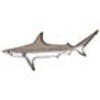 Shark (Atlantic Blacktip)